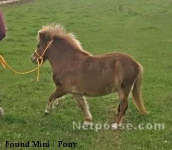 Found Mini | Pony